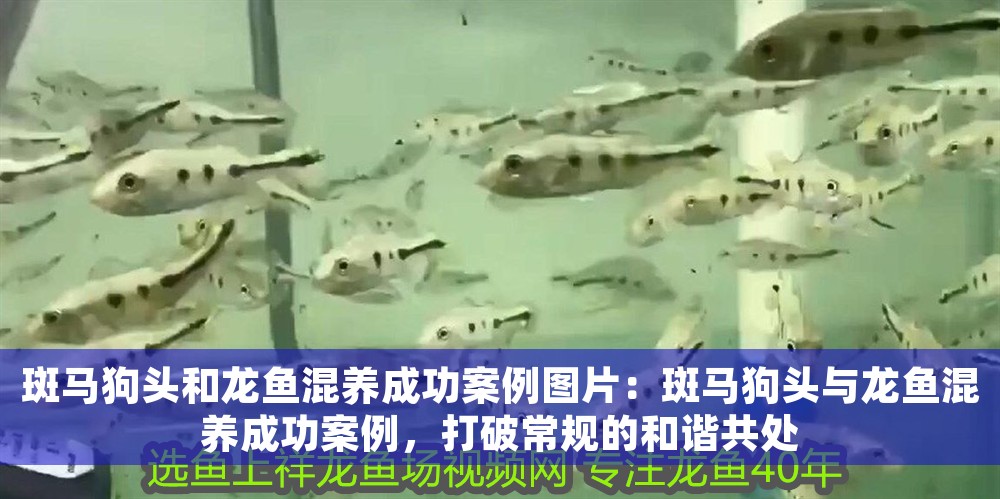 斑馬狗頭和龍魚混養(yǎng)成功案例圖片：斑馬狗頭與龍魚混養(yǎng)成功案例，打破常規(guī)的和諧共處