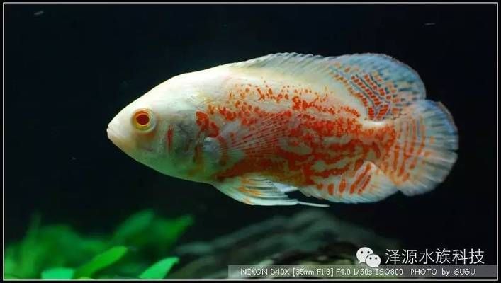 龍魚配戰(zhàn)船：如何判斷龍魚與戰(zhàn)船混養(yǎng)的成功案例