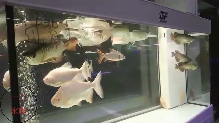 龍魚配戰(zhàn)船：如何判斷龍魚與戰(zhàn)船混養(yǎng)的成功案例