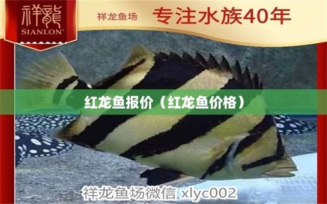 買紅龍魚并記錄：紅龍魚成長日記模板