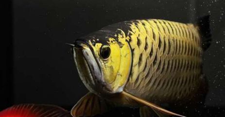 買紅龍魚并記錄：紅龍魚成長日記模板