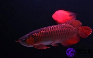買紅龍魚并記錄：紅龍魚成長日記模板