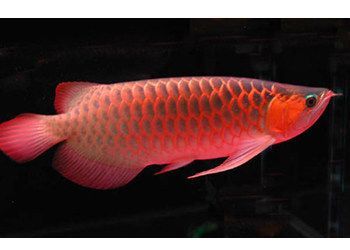 紅龍魚(yú)怎么養(yǎng)寬身好看：如何判斷紅龍魚(yú)營(yíng)養(yǎng)是否均衡，紅龍魚(yú)寬身養(yǎng)殖的混養(yǎng)策略
