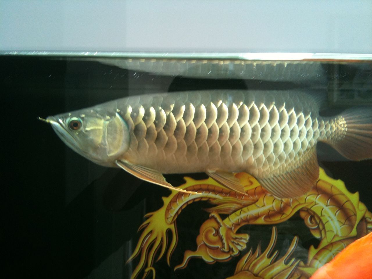 紅龍魚和金龍魚區別（紅龍魚與金龍魚的區別） 紅龍魚和金龍魚區別（紅龍魚與金龍魚的區別） 龍魚百科 第6張