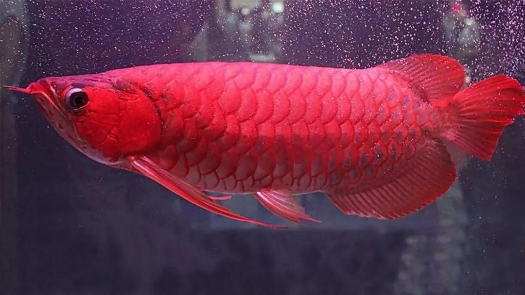 紅龍魚和金龍魚區別（紅龍魚與金龍魚的區別） 紅龍魚和金龍魚區別（紅龍魚與金龍魚的區別） 龍魚百科 第7張