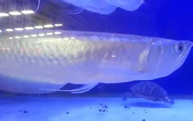 銀龍魚會吃小虎魚嗎圖片