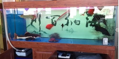 銀龍魚會吃小虎魚嗎圖片