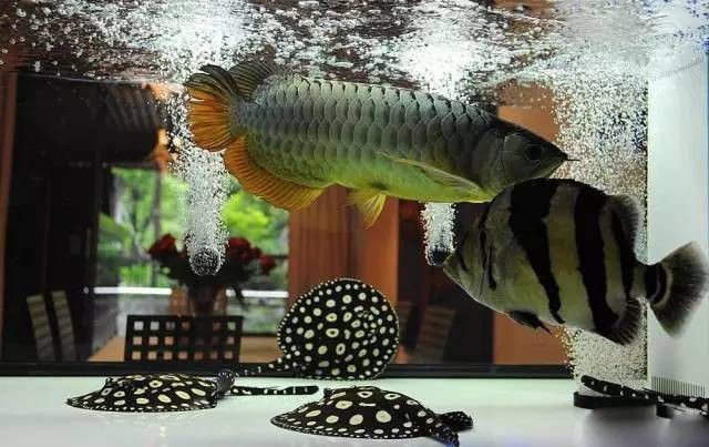 銀龍魚會吃小虎魚嗎圖片