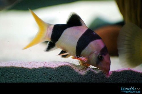 銀龍魚會吃小虎魚嗎圖片