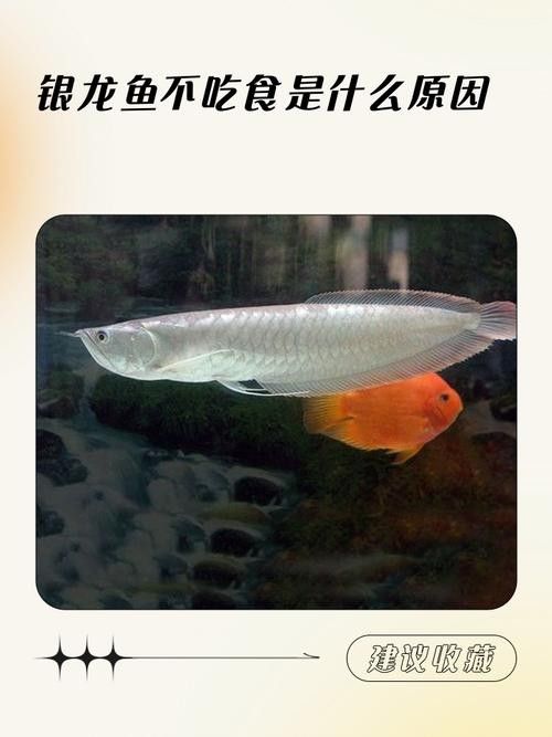 銀龍魚會吃小虎魚嗎圖片