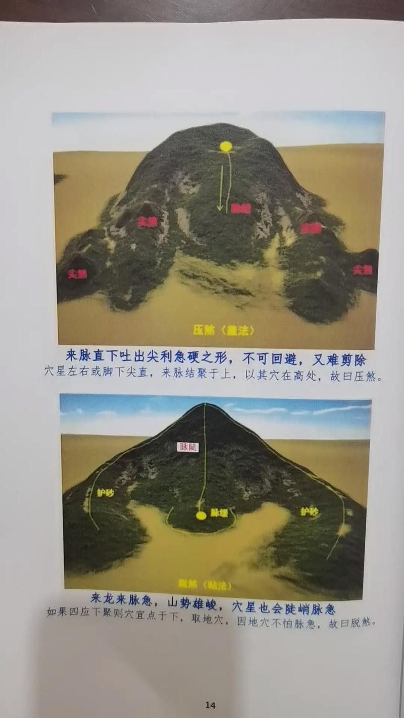 銀龍魚會吃小虎魚嗎圖片