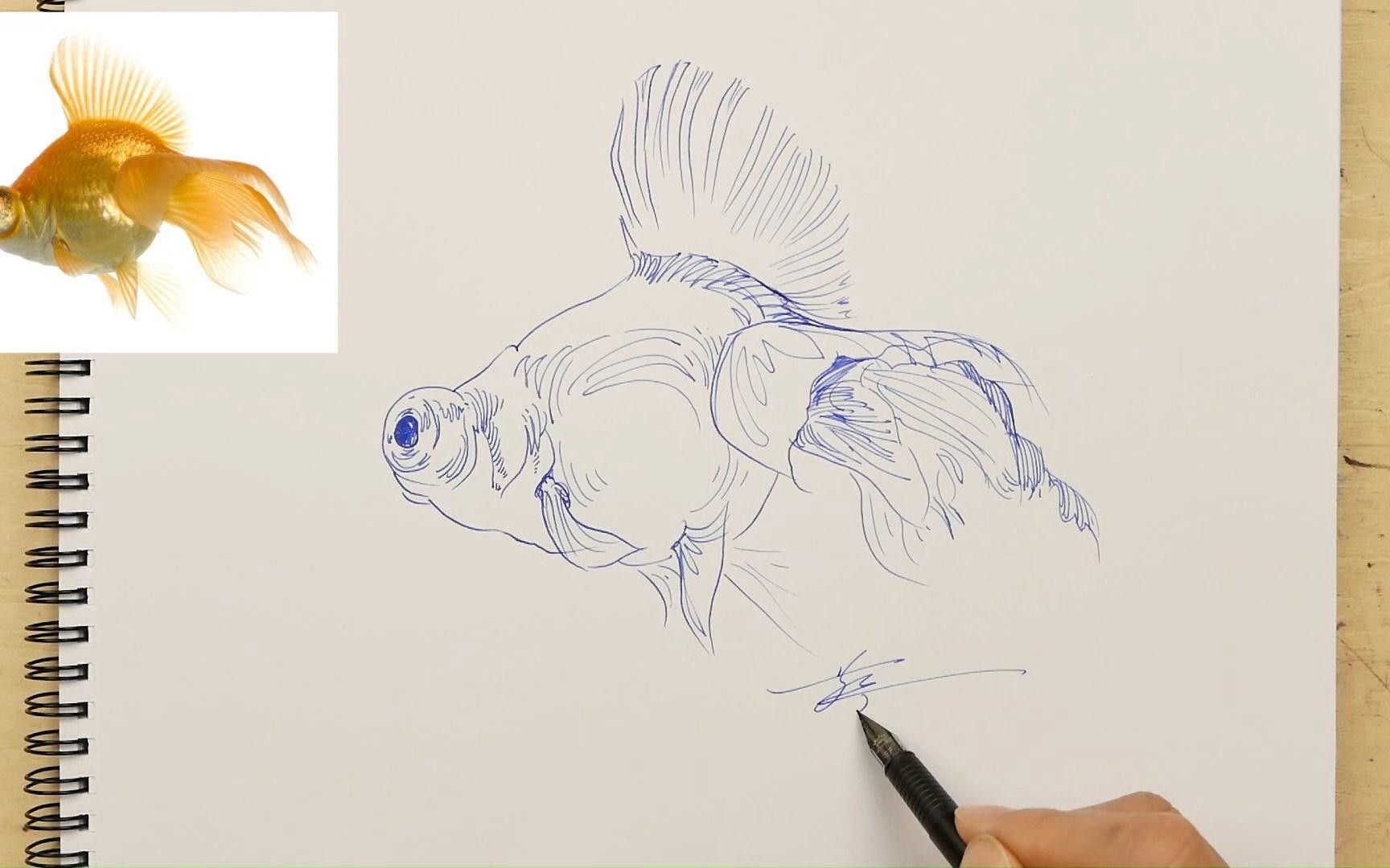 龍睛金魚的價格差異大嗎？