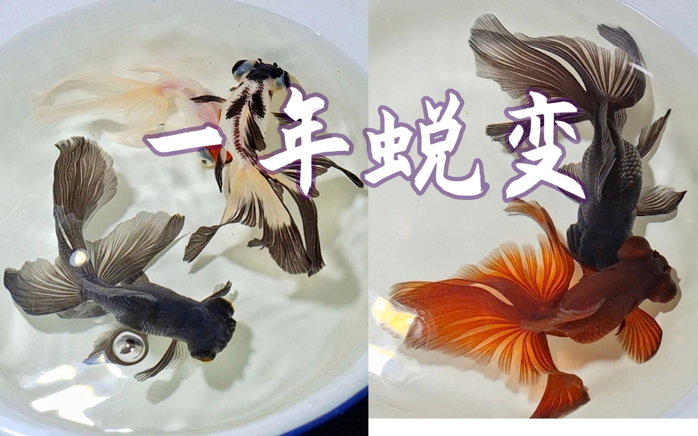 龍睛金魚的價格差異大嗎？