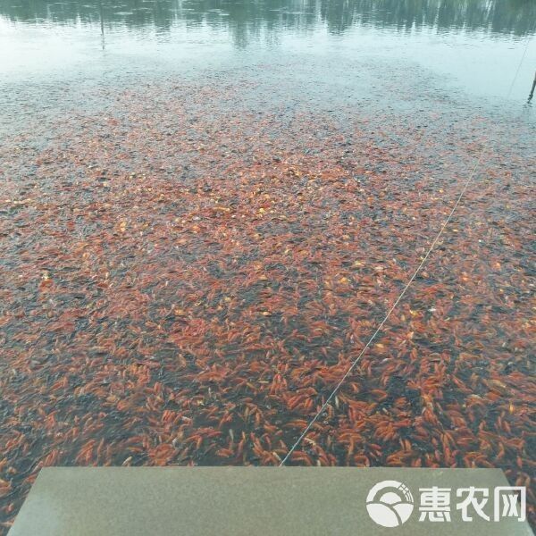 龍睛金魚的價格差異大嗎？