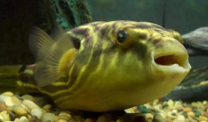 我想看紅龍魚：紅龍魚視頻在線觀看，探索這一美麗水族寵物的世界