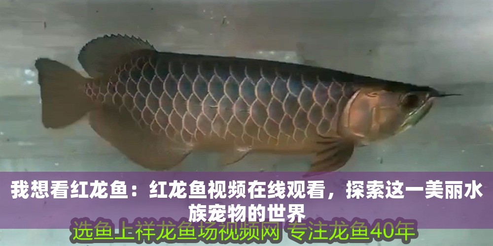 我想看紅龍魚：紅龍魚視頻在線觀看，探索這一美麗水族寵物的世界