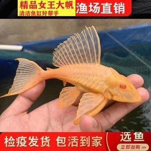 龍魚把女王吃了會怎么樣：龍魚吃掉了女王魚會對水族箱內的生態平衡產生影響
