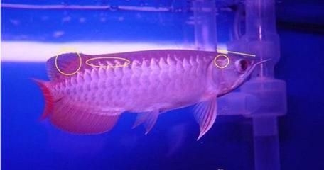 養龍魚白天開燈嗎：養龍魚白天開燈好還是晚上開燈好