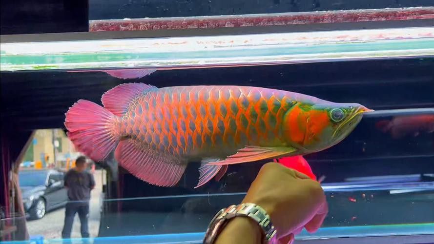 有哪些著名的辣椒紅龍魚品種？