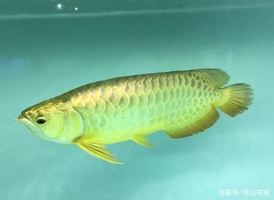 養龍魚前要準備什么東西才能養：養龍魚前需要準備什么東西才能養