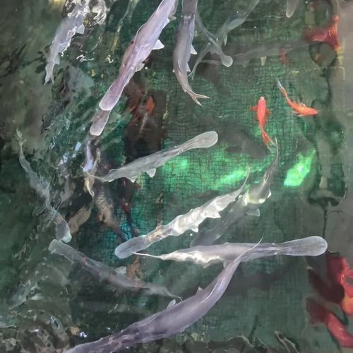 鴨嘴魚(yú)和龍魚(yú)混養(yǎng)嗎圖片