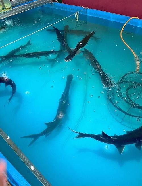 鴨嘴魚(yú)和龍魚(yú)混養(yǎng)嗎圖片