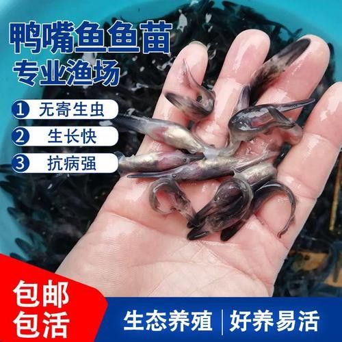 鴨嘴魚(yú)和龍魚(yú)混養(yǎng)嗎圖片