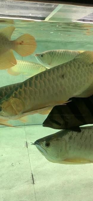 鴨嘴魚(yú)和龍魚(yú)混養(yǎng)嗎圖片