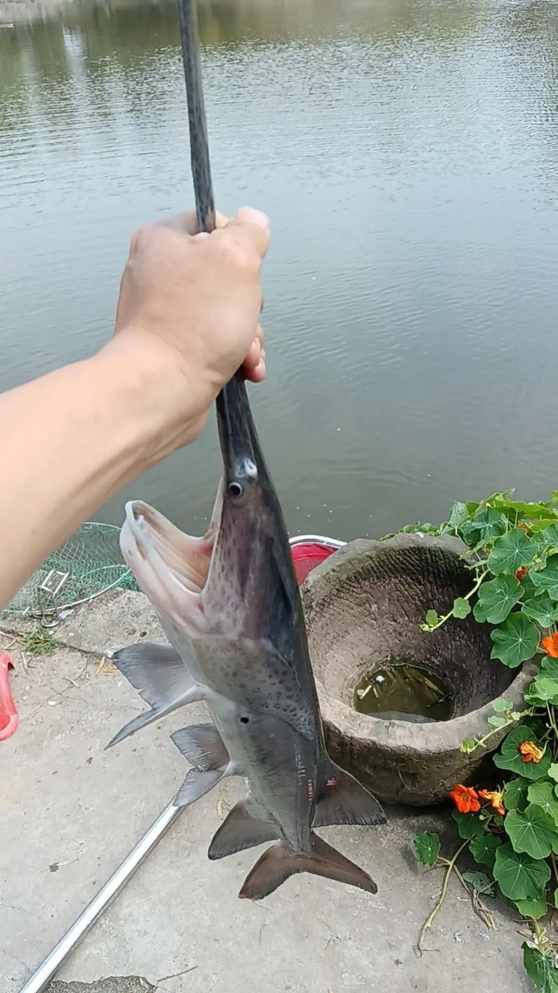 鴨嘴魚(yú)和龍魚(yú)混養(yǎng)嗎圖片