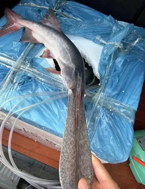 鴨嘴魚(yú)和龍魚(yú)混養(yǎng)嗎圖片