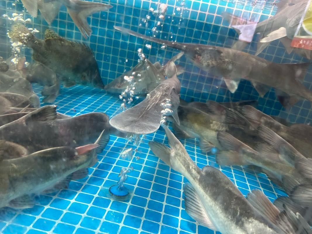 鴨嘴魚(yú)和龍魚(yú)混養(yǎng)嗎圖片