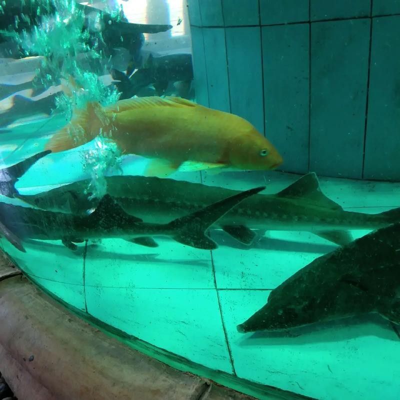 鴨嘴魚(yú)和龍魚(yú)混養(yǎng)嗎圖片