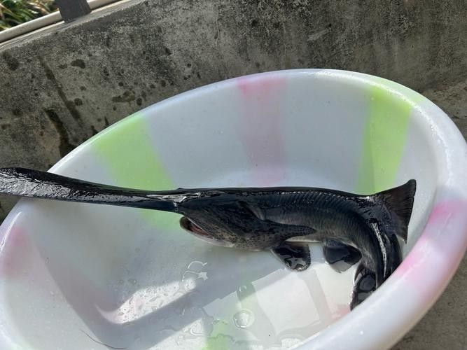 鴨嘴魚(yú)和龍魚(yú)混養(yǎng)嗎圖片