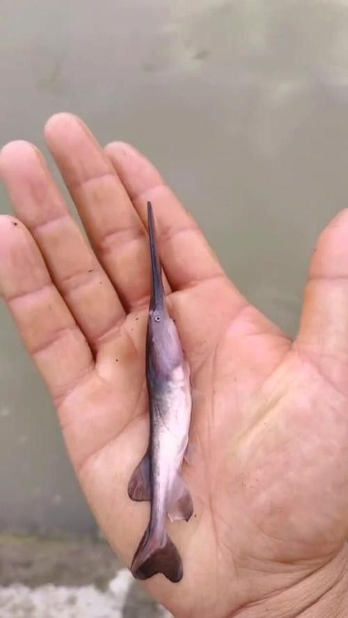 鴨嘴魚(yú)和龍魚(yú)混養(yǎng)嗎圖片