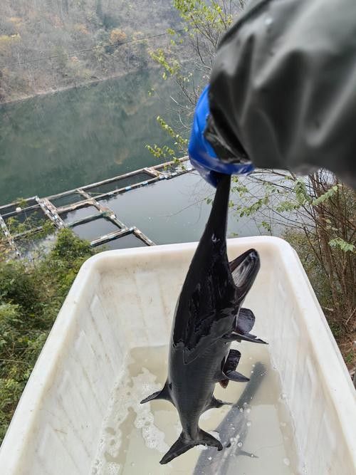 鴨嘴魚(yú)和龍魚(yú)混養(yǎng)嗎圖片