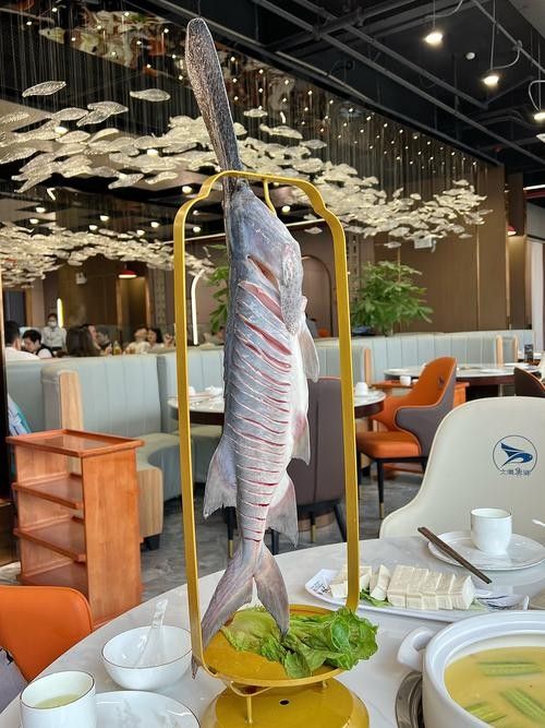 鴨嘴魚(yú)和龍魚(yú)混養(yǎng)嗎圖片