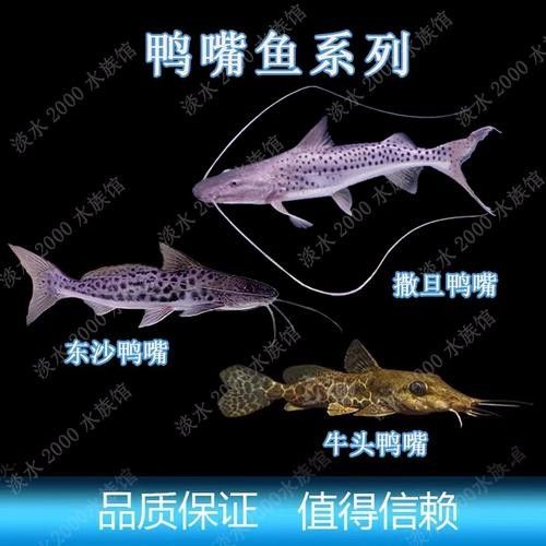 鴨嘴魚(yú)和龍魚(yú)混養(yǎng)嗎圖片