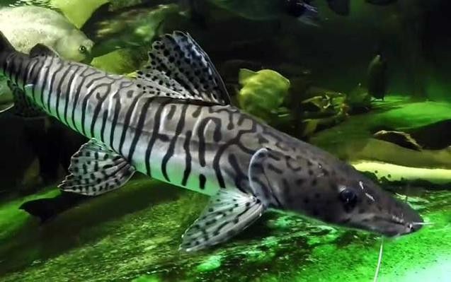 鴨嘴魚(yú)和龍魚(yú)混養(yǎng)嗎圖片