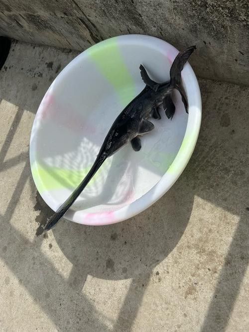 鴨嘴魚(yú)和龍魚(yú)混養(yǎng)嗎圖片