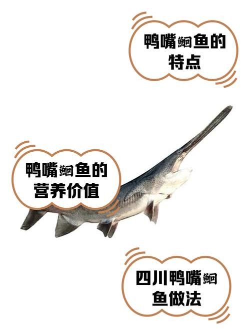 鴨嘴魚(yú)和龍魚(yú)混養(yǎng)嗎圖片