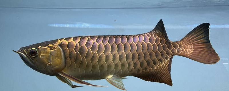 龍魚受到驚嚇不吃食怎么辦呢