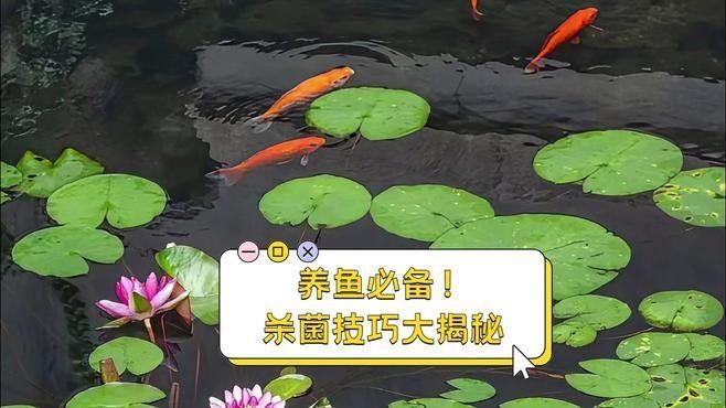 龍魚飼料魚如何消毒殺菌視頻