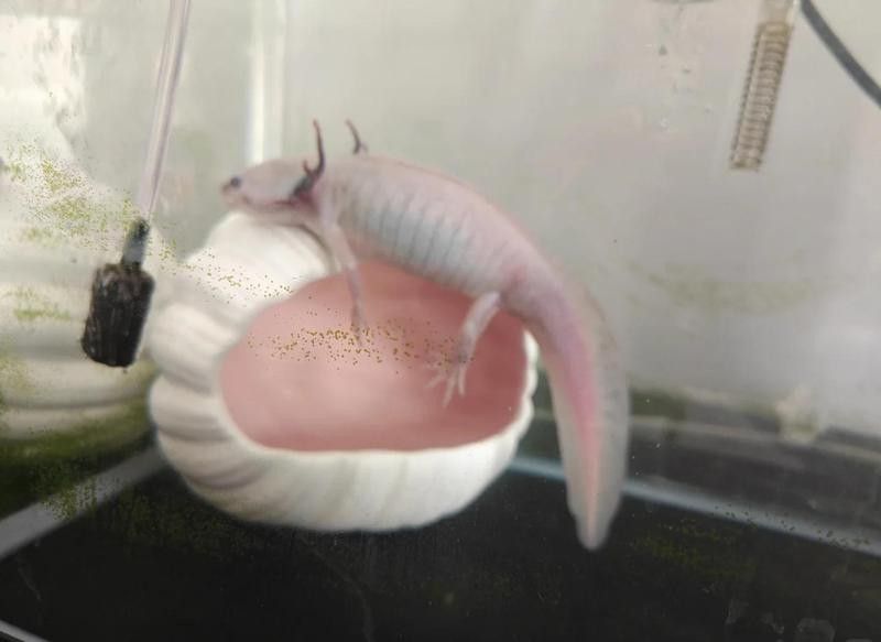 六角恐龍魚中暑后多久會(huì)死 六角恐龍魚中暑后多久會(huì)死 龍魚百科 第5張