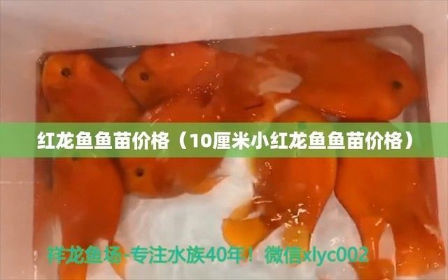 雷塔紅龍魚苗多少錢一條（紅龍魚苗市場價格波動趨勢）