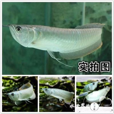 龍魚淡水魚還是咸水魚好養活：龍魚是淡水魚而不是咸水魚，而不是咸水魚，