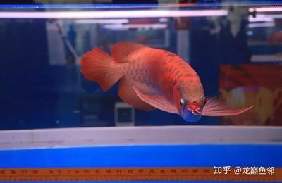 藍(lán)底紅龍魚(yú)值錢嗎知乎：關(guān)于藍(lán)底紅龍魚(yú)的價(jià)值