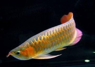 寵物金龍魚撞缸（寵物金龍魚撞缸是什么原因）