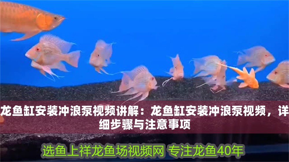 龍魚缸安裝沖浪泵視頻講解：龍魚缸安裝沖浪泵視頻，詳細(xì)步驟與注意事項