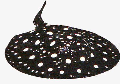 魟魚可以和龍魚一起養嗎？：魟魚可以與龍魚一起養嗎[需手動填充]魚可以與龍魚一起養嗎