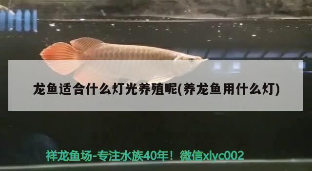 龍魚適合什么樣的燈光養：養殖龍魚的燈光選擇